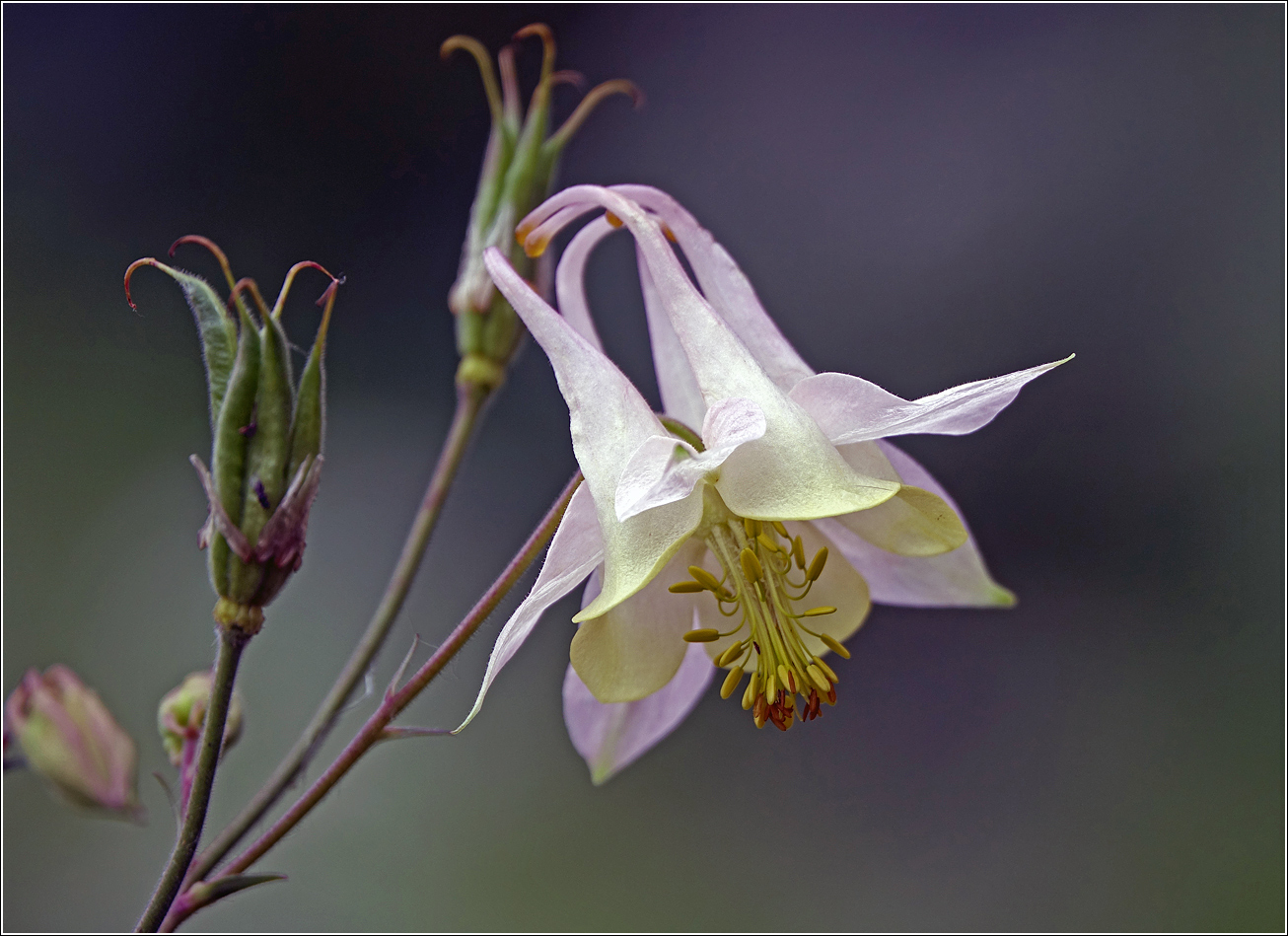 Image of Aquilegia vulgaris specimen.