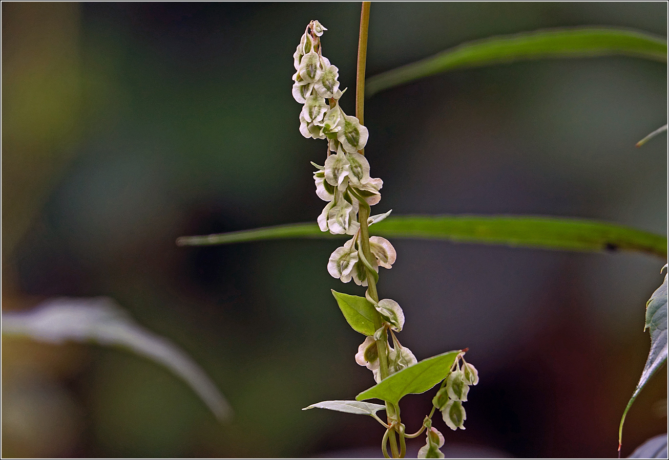 Image of Fallopia dumetorum specimen.