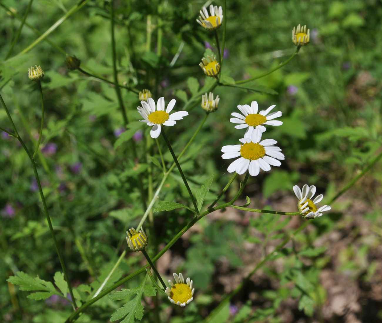 Изображение особи Pyrethrum parthenifolium.