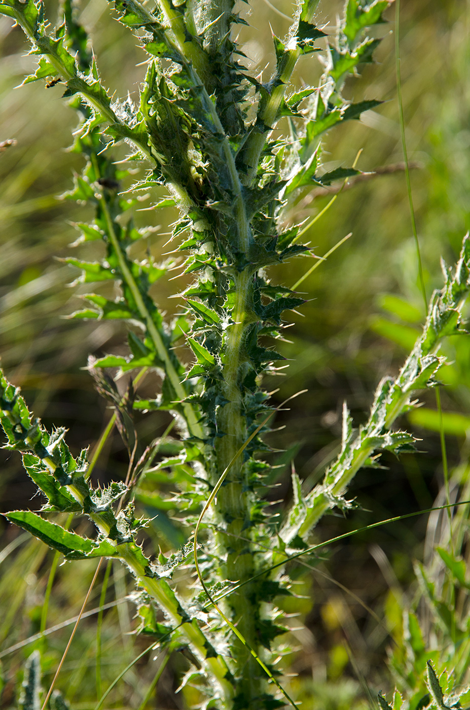 Image of Carduus uncinatus specimen.