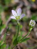 Holosteum glutinosum