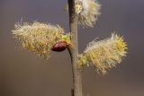 Salix caprea