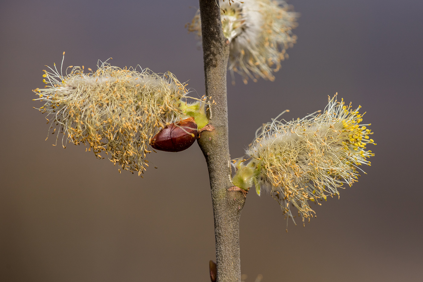 Изображение особи Salix caprea.