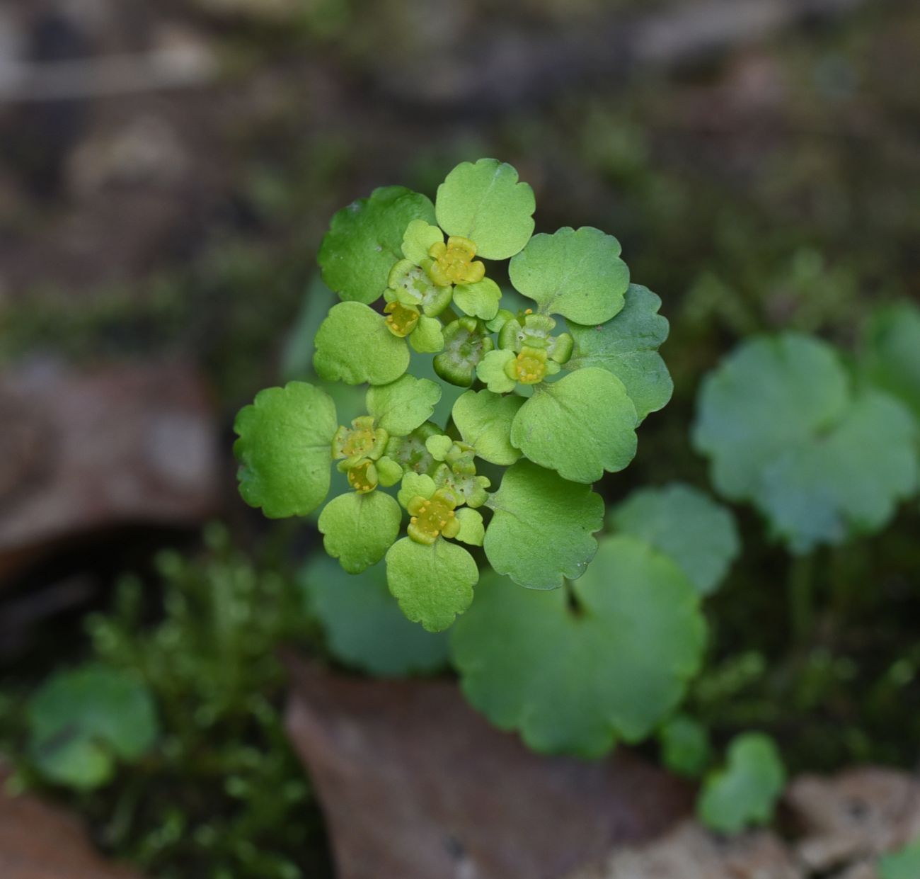 Изображение особи Chrysosplenium alternifolium.