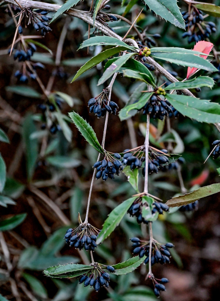 Image of Berberis julianae specimen.