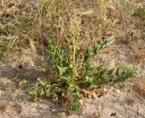 Spinacia turkestanica