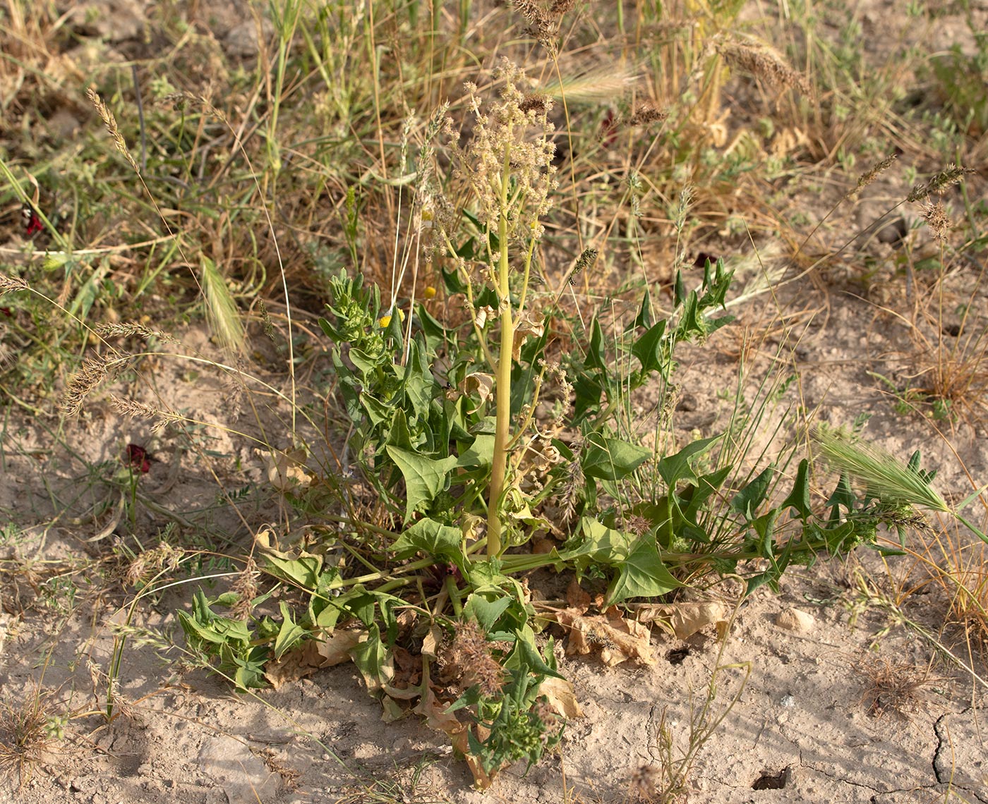 Image of Spinacia turkestanica specimen.
