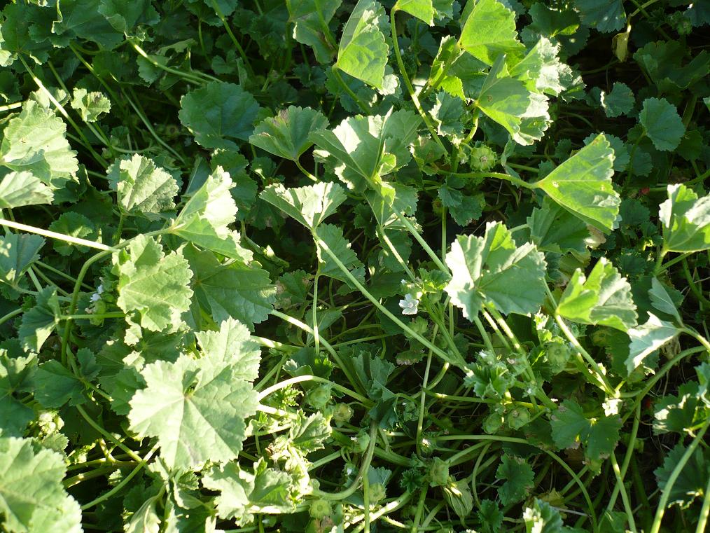 Image of Malva pusilla specimen.