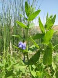 Scutellaria galericulata. Верхушка побега с соцветием. Казахстан, Жамбылская обл., Жамбылский р-н; южное подножье бархана Кумтиын, правый берег р. Аса. 25 мая 2025 г.