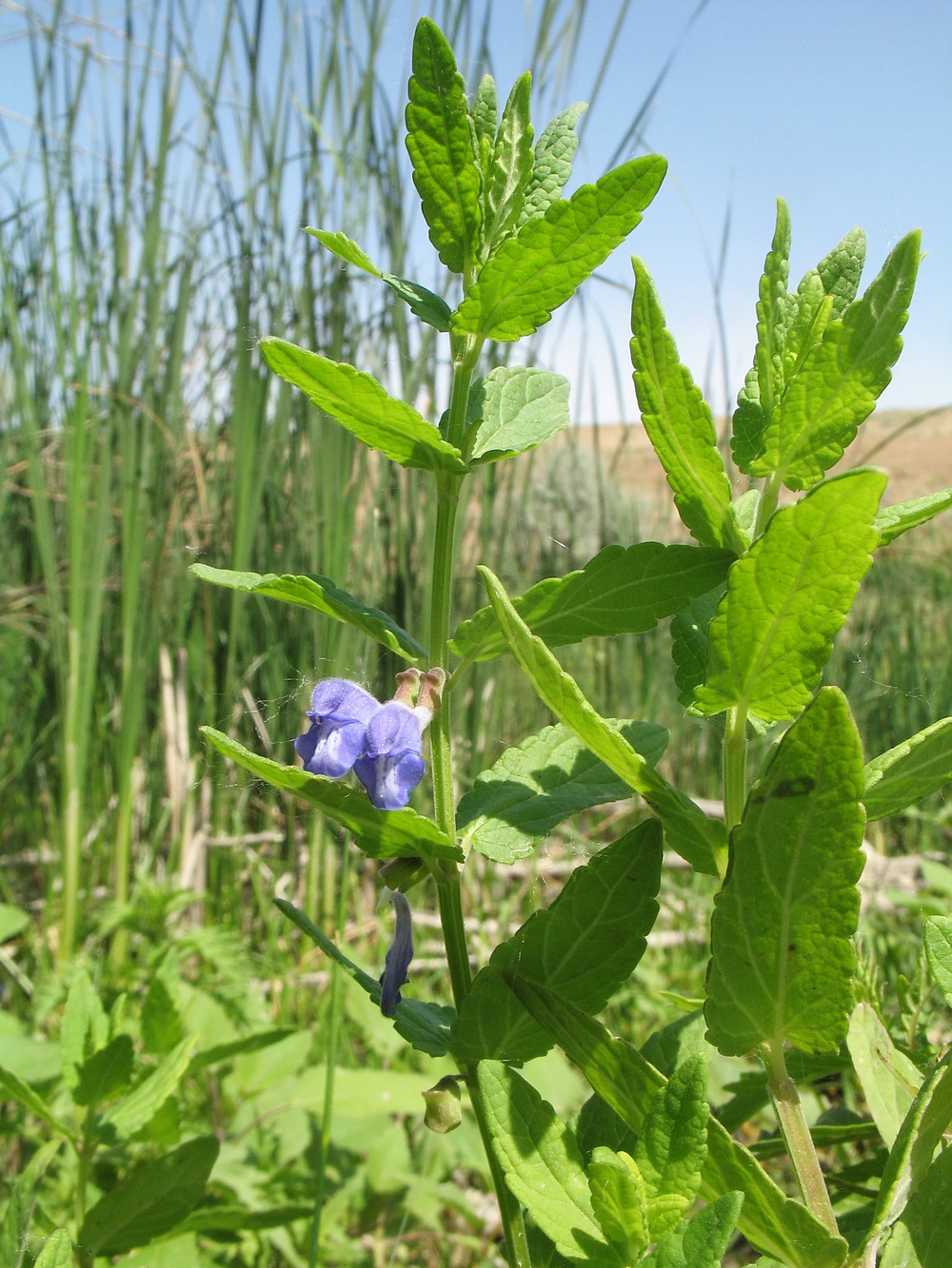 Изображение особи Scutellaria galericulata.