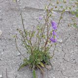 Campanula longistyla