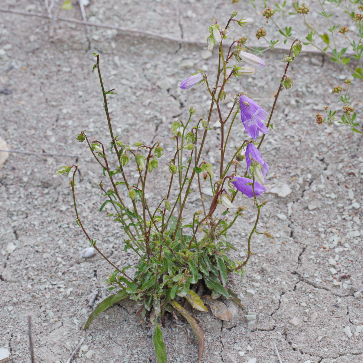 Image of Campanula longistyla specimen.