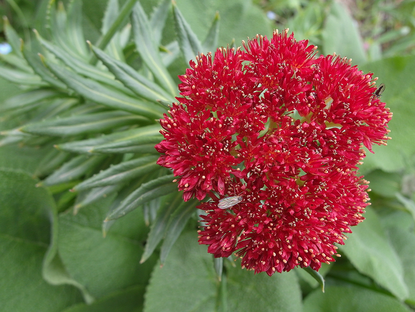 Image of Rhodiola linearifolia specimen.