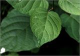 Actinidia kolomikta