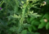 genus Carduus