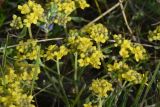 род Alyssum