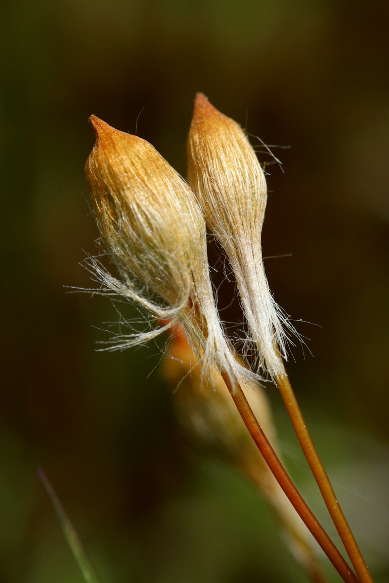 Изображение особи Polytrichum swartzii.