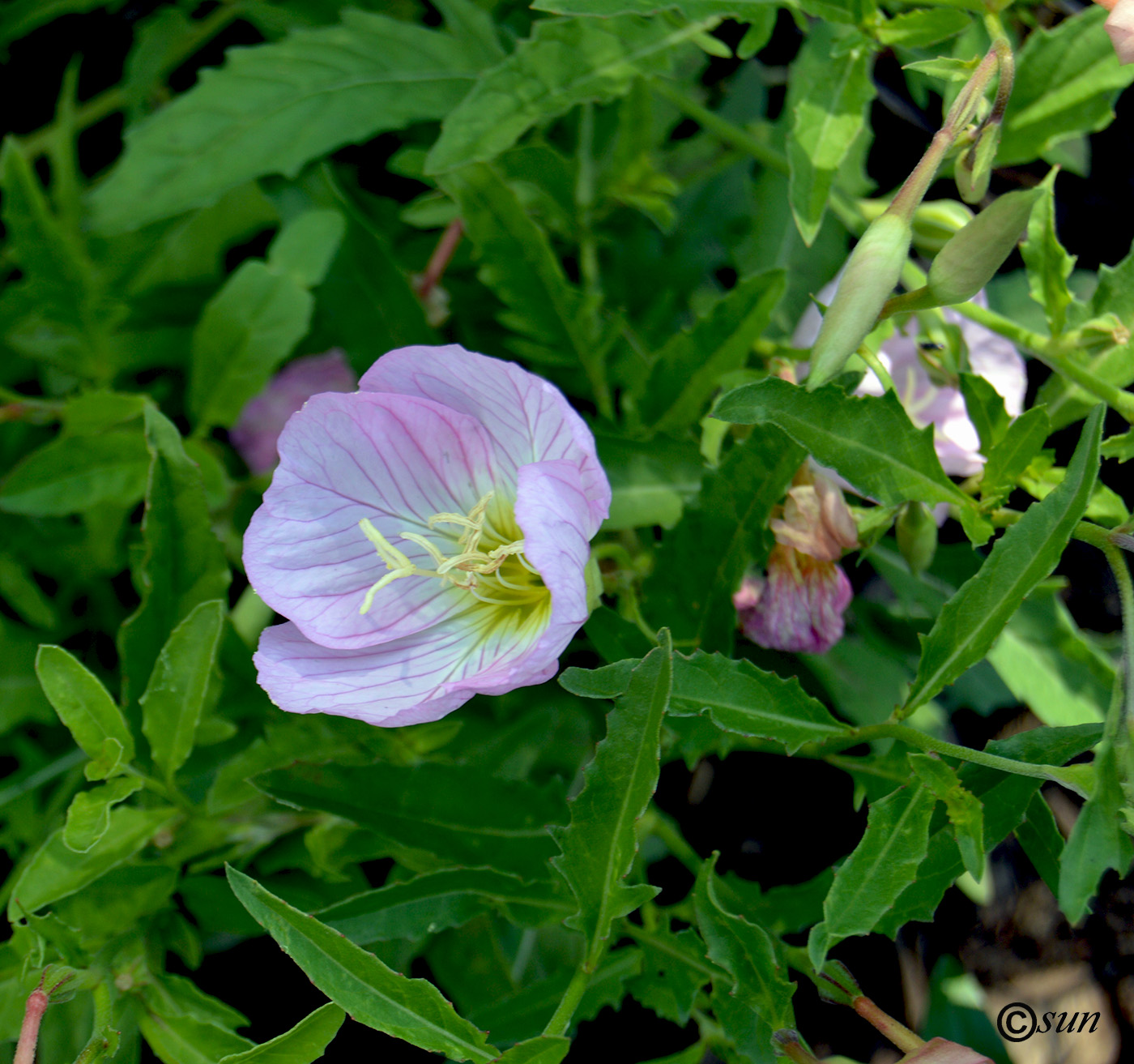 Изображение особи Oenothera speciosa.