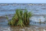 Bolboschoenus maritimus. Растения с развивающимися соцветиями. Ленинградская обл., Кингисеппский р-н, окр. дер. Выбье, песчаный пляж, прибойная зона. 13.07.2025.