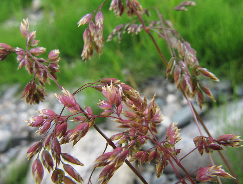 Image of Poa alpina specimen.