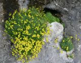 genus Draba