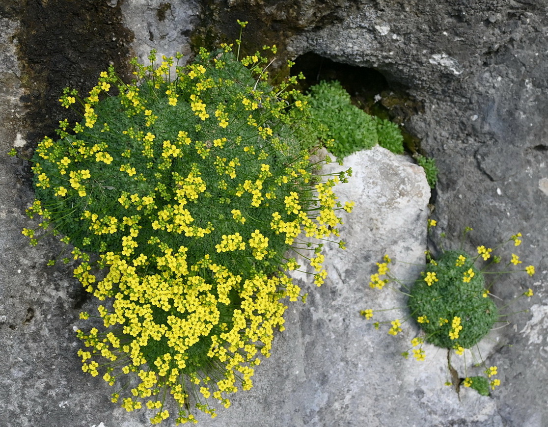 Image of genus Draba specimen.