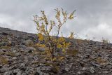 Image of taxon representative. Author is Зоя Эль