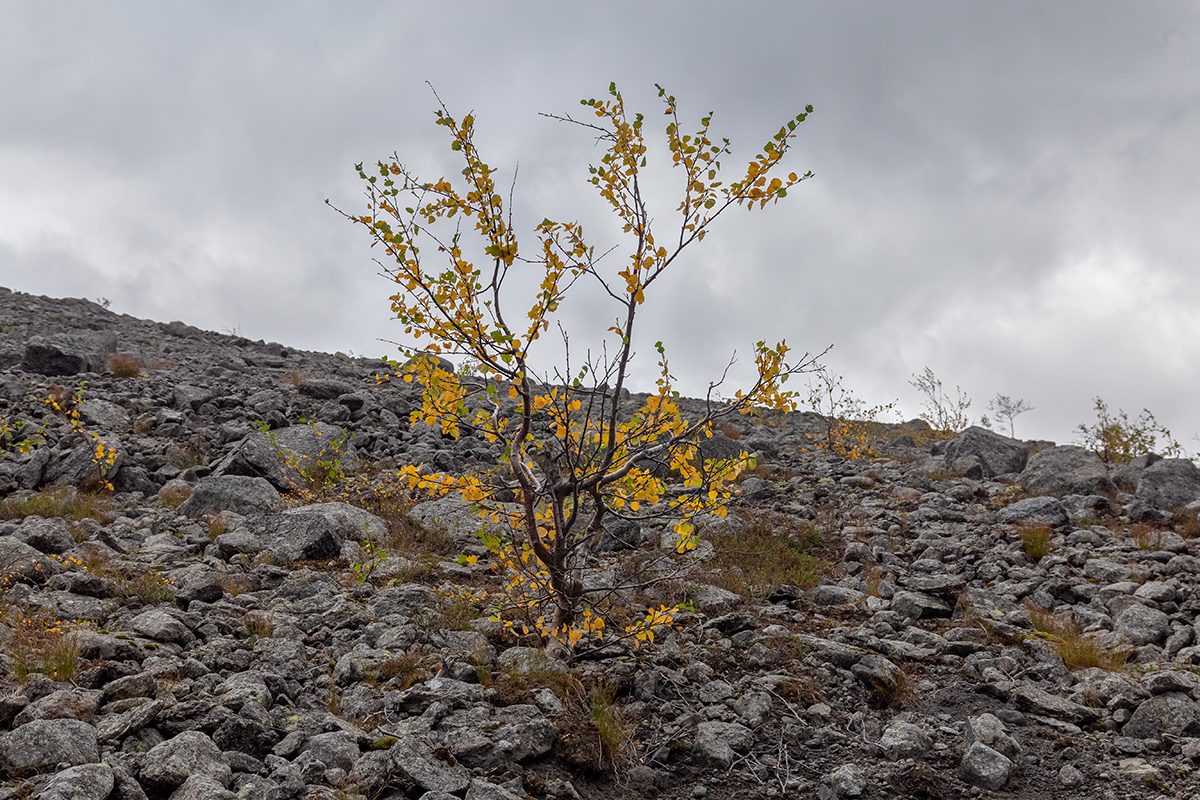 Image of genus Betula specimen.