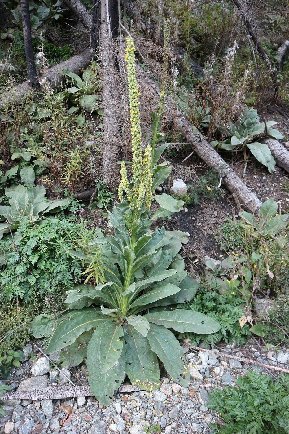 Image of genus Verbascum specimen.