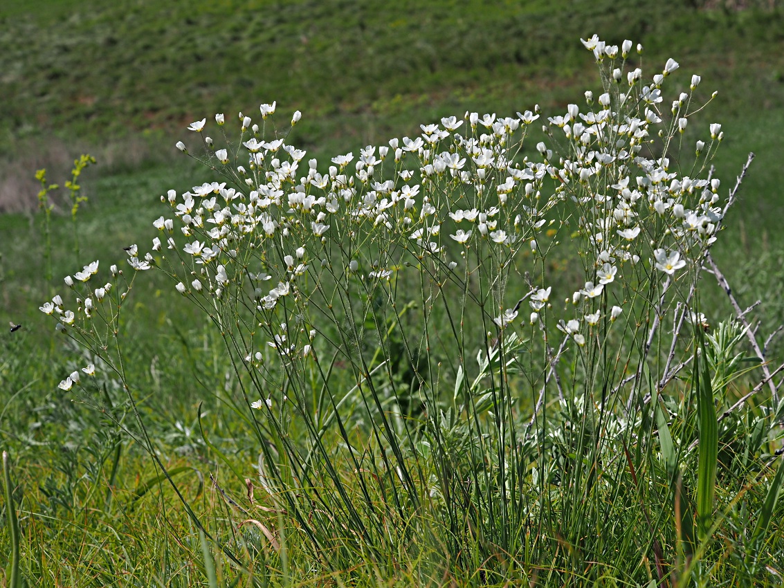 Image of Eremogone biebersteinii specimen.
