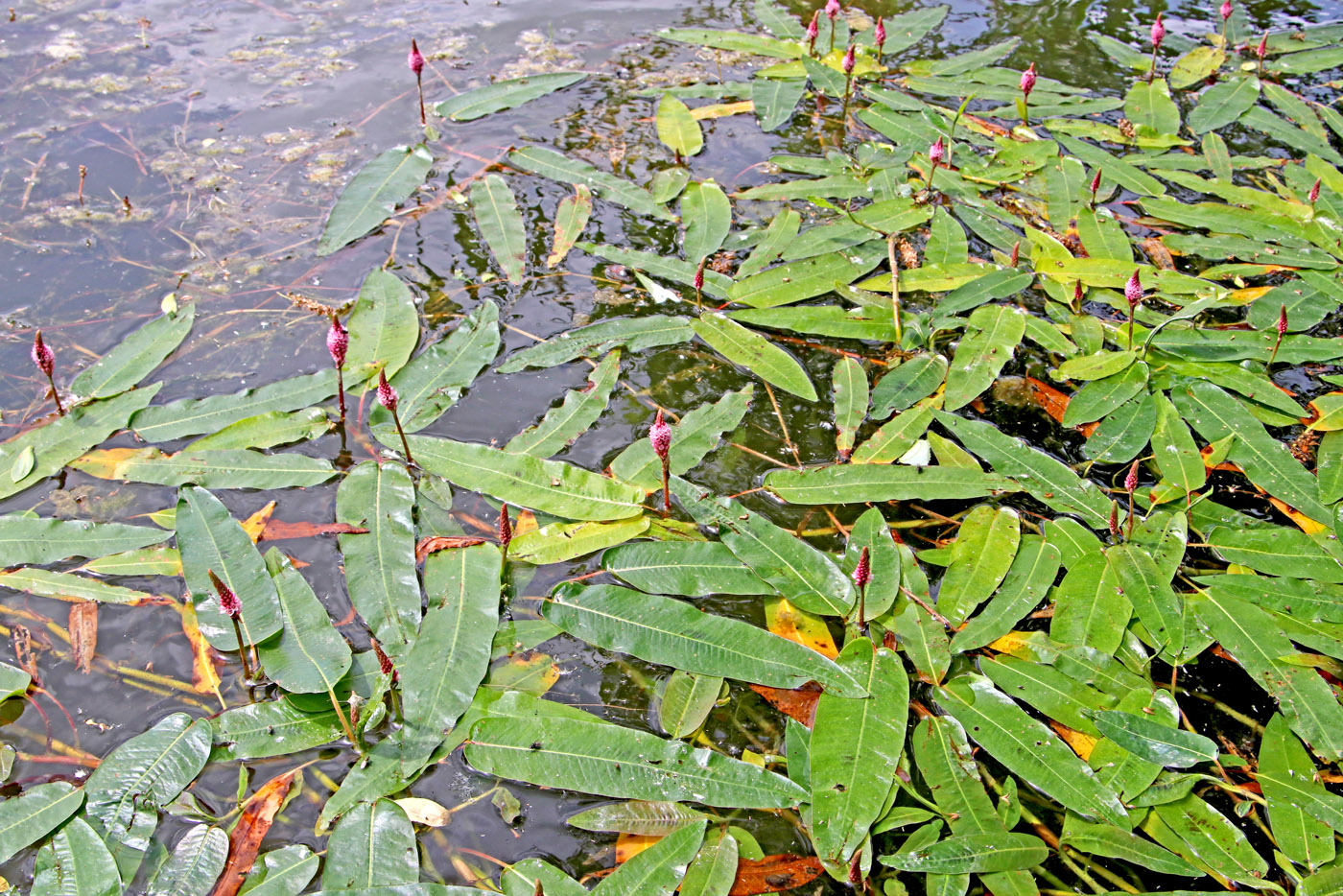 Image of Persicaria amphibia specimen.