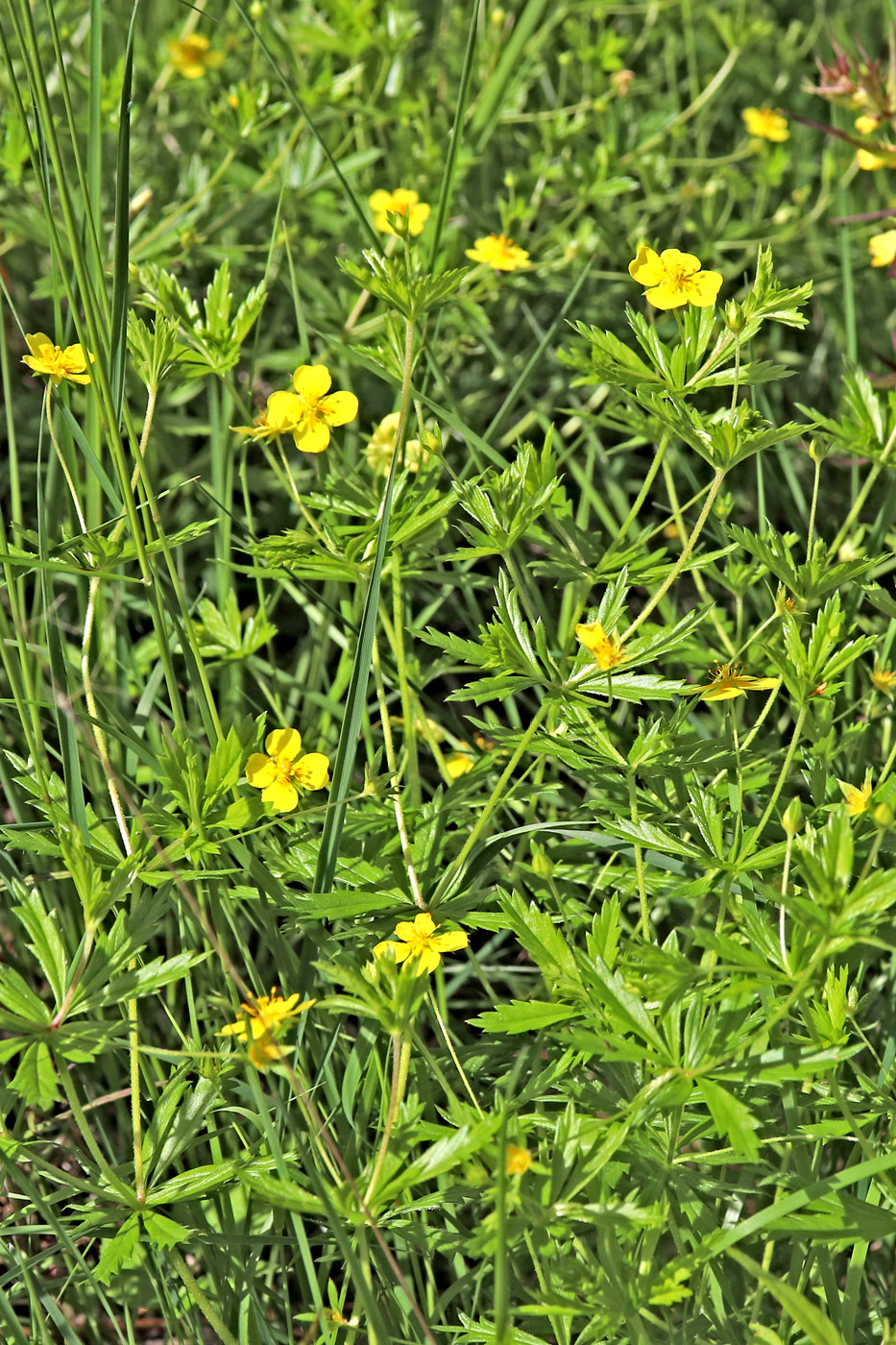 Image of Potentilla erecta specimen.