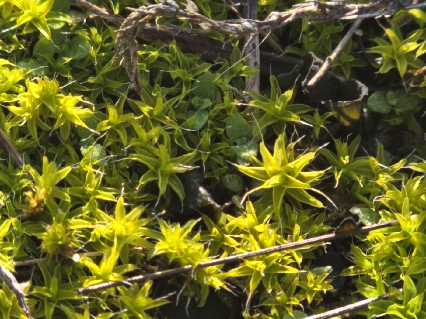 Image of Syntrichia ruralis specimen.