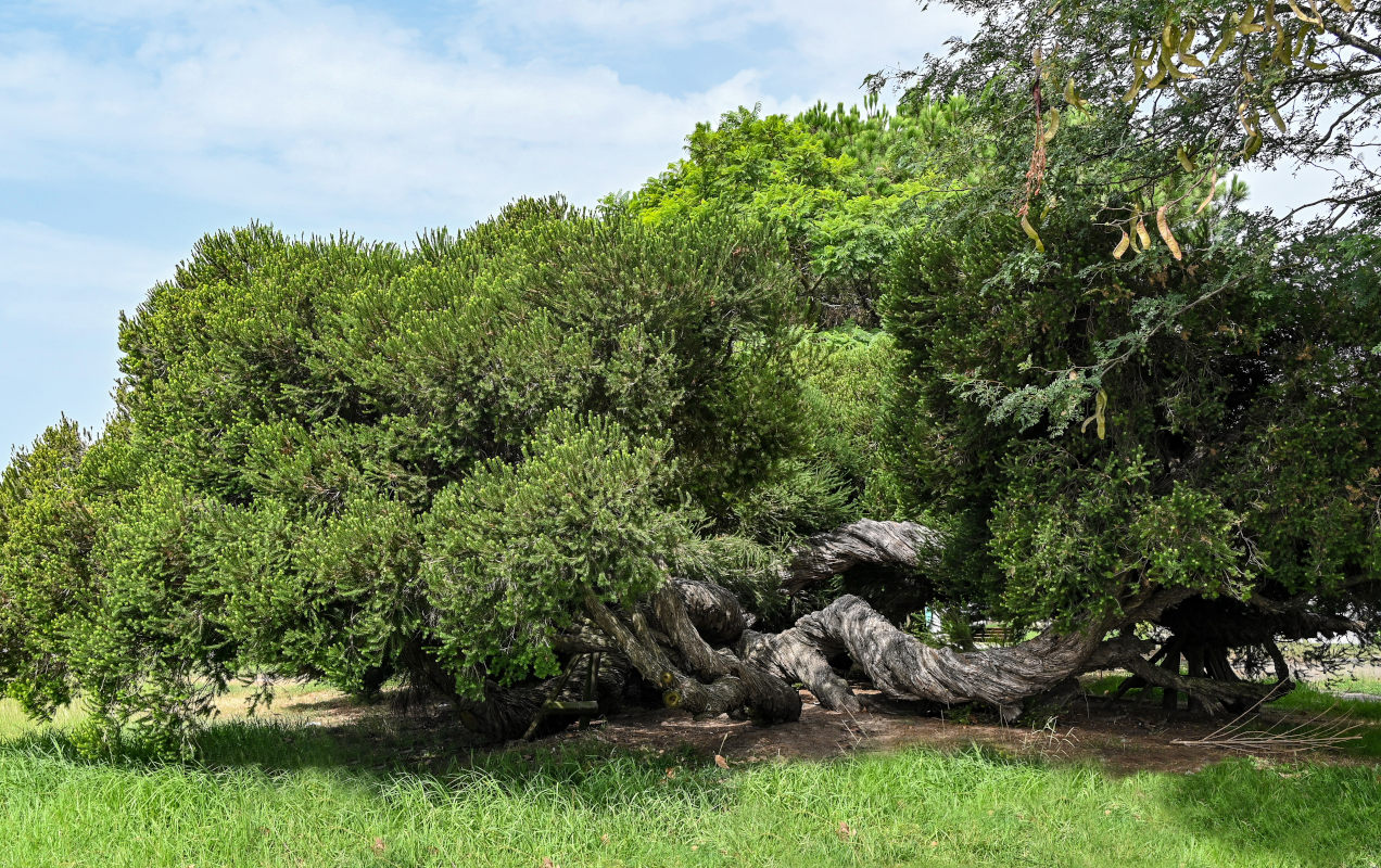 Изображение особи Melaleuca armillaris.