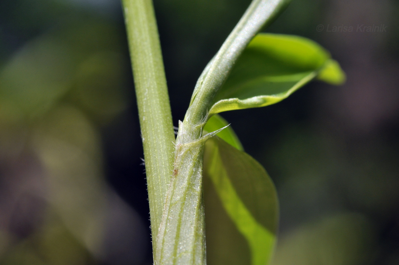 Изображение особи род Commelina.