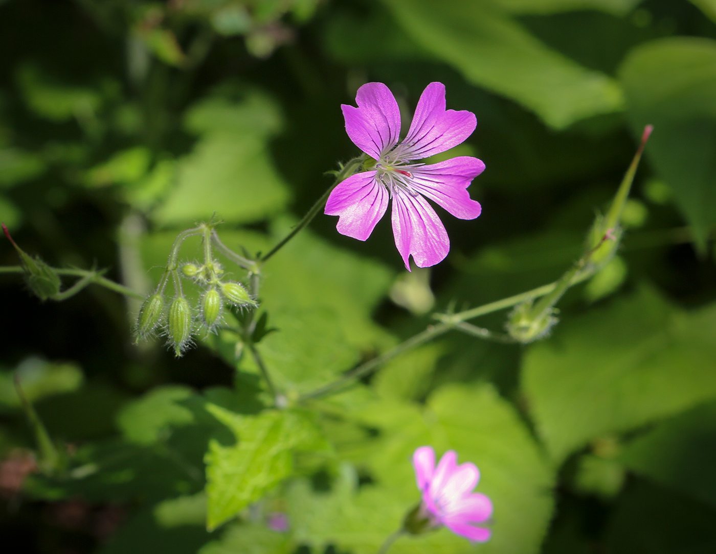 Image of Geranium gracile specimen.