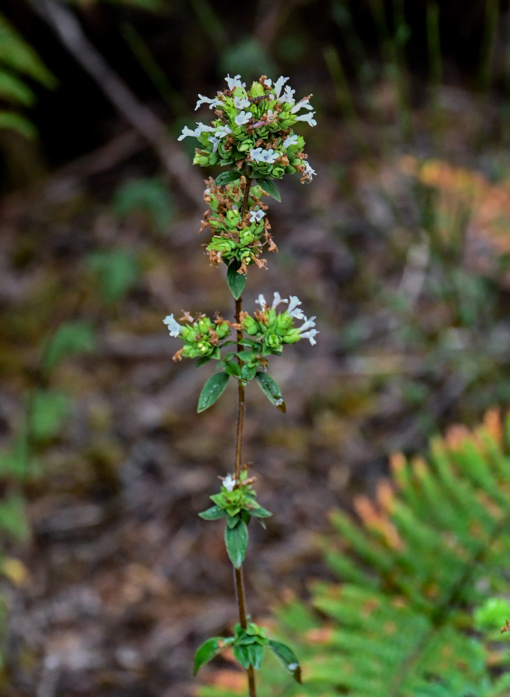 Изображение особи Origanum vulgare ssp. viride.