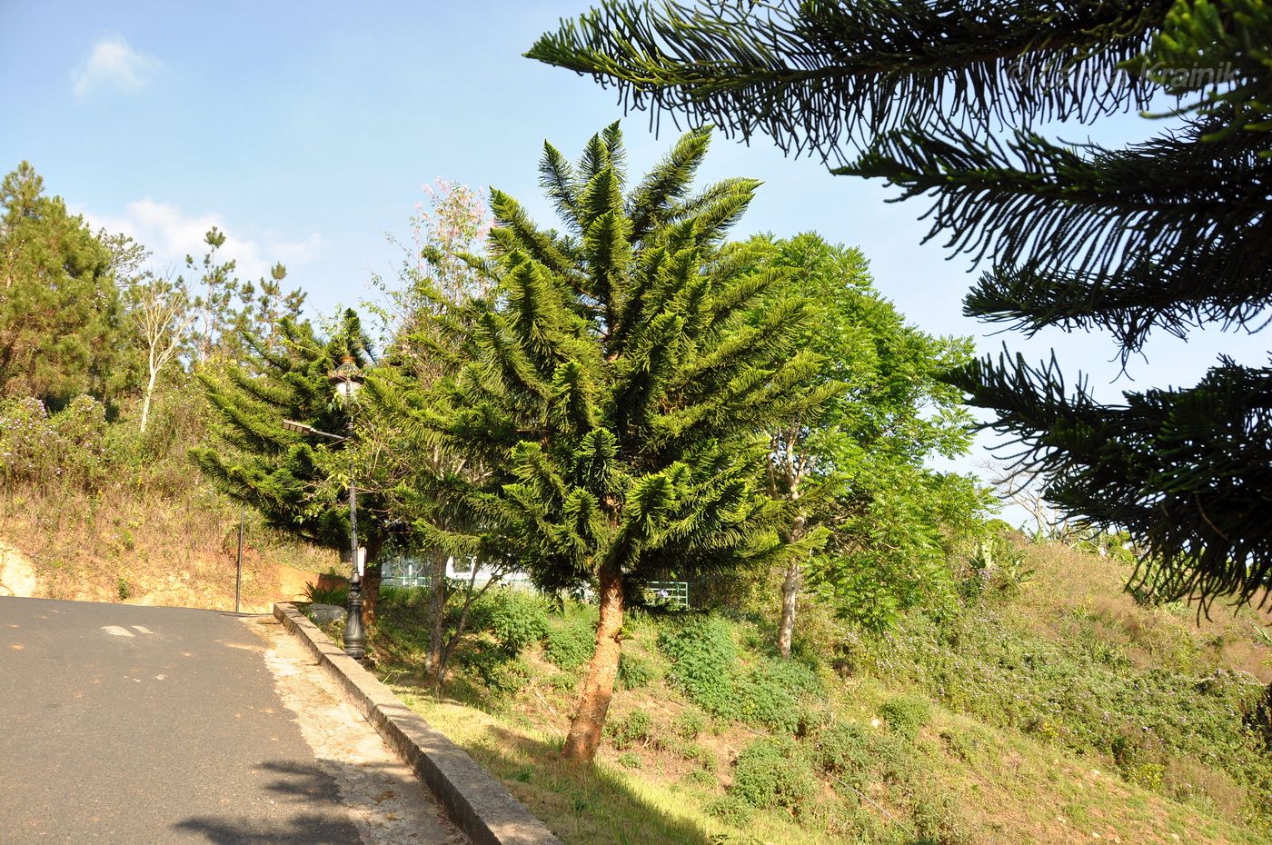 Image of genus Araucaria specimen.