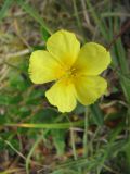 Helianthemum