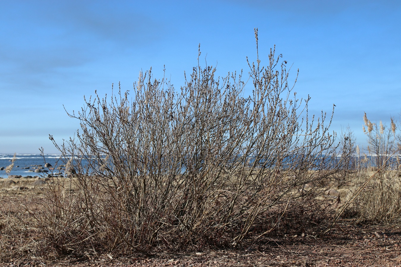 Изображение особи род Salix.