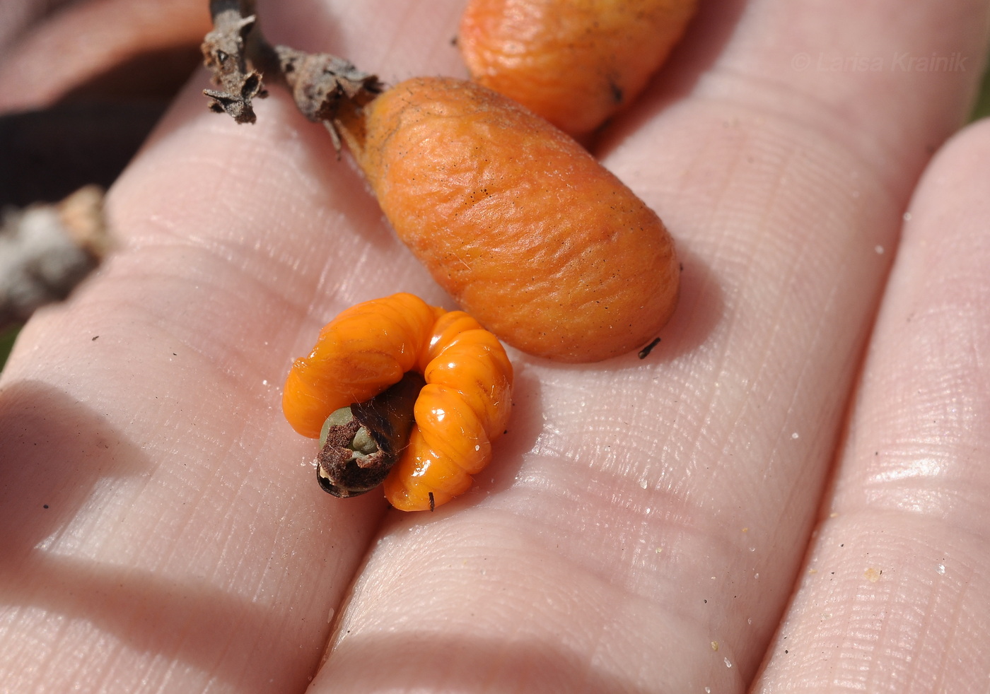 Изображение особи Connarus paniculatus.