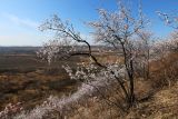Armeniaca sibirica. Заросли цветущих растений на юго-восточном склоне. Приморский край, Пограничный р-н, окр. пгт Пограничный. 01.05.2026.