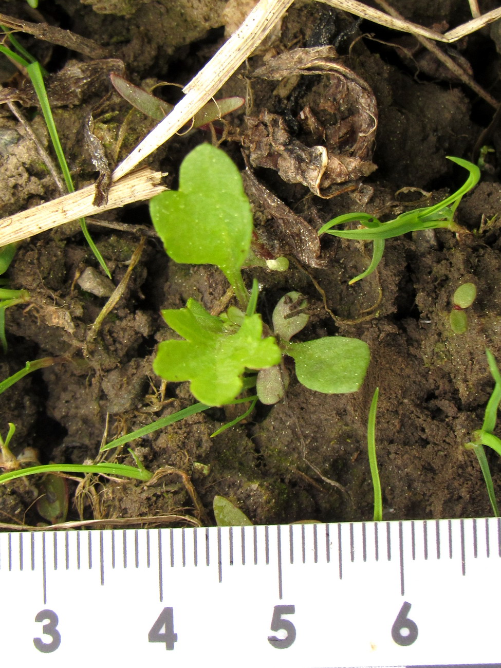 Image of Artemisia vulgaris specimen.