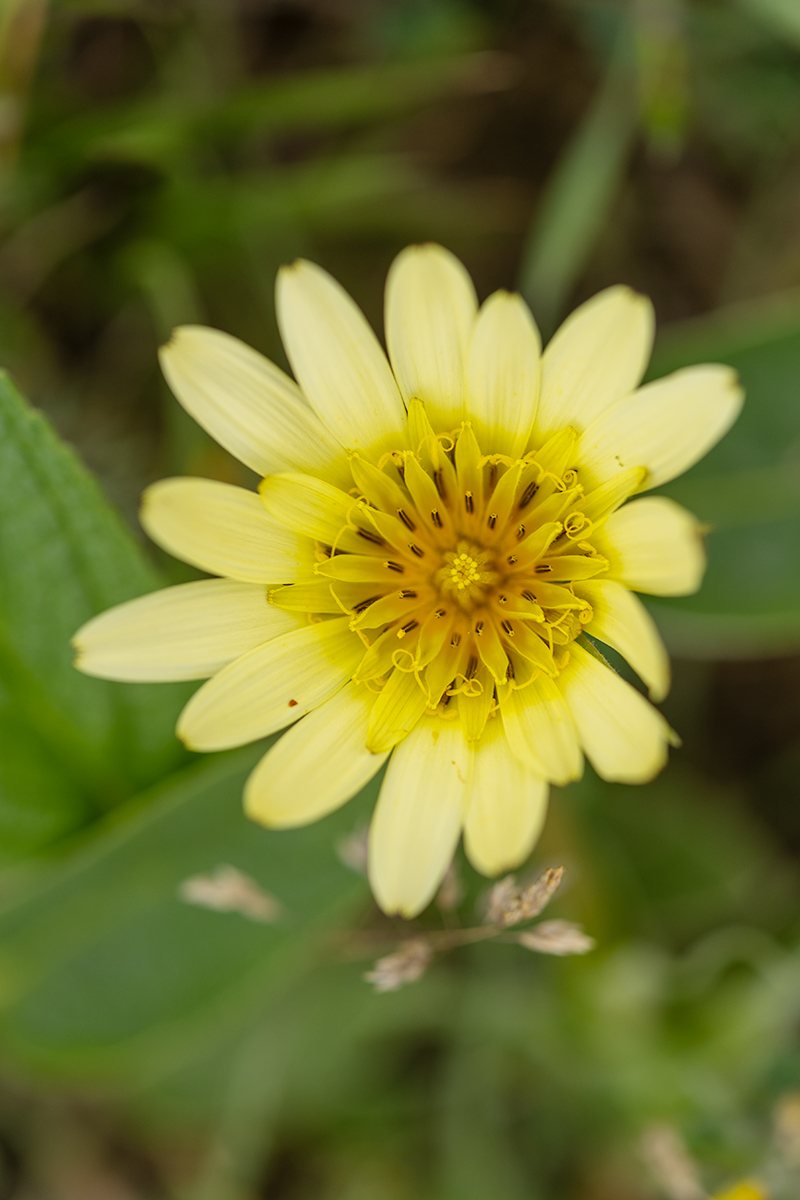 Изображение особи род Tragopogon.