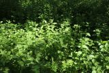 genus Campanula. Заросли. Санкт-Петербург, Кировский р-н, палисадник у жилого дома, под кронами деревьев. 25.05.2026.