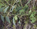 Aristolochia clematitis. Часть побега с плодами. Испания, Каталония, пров. Жирона, комарка Баш Эмпорда, муниципалитет Пальс, кромка залежи на рисовом чеке. 21.06.2026.