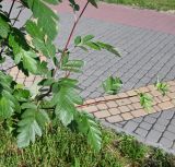 род Sorbus