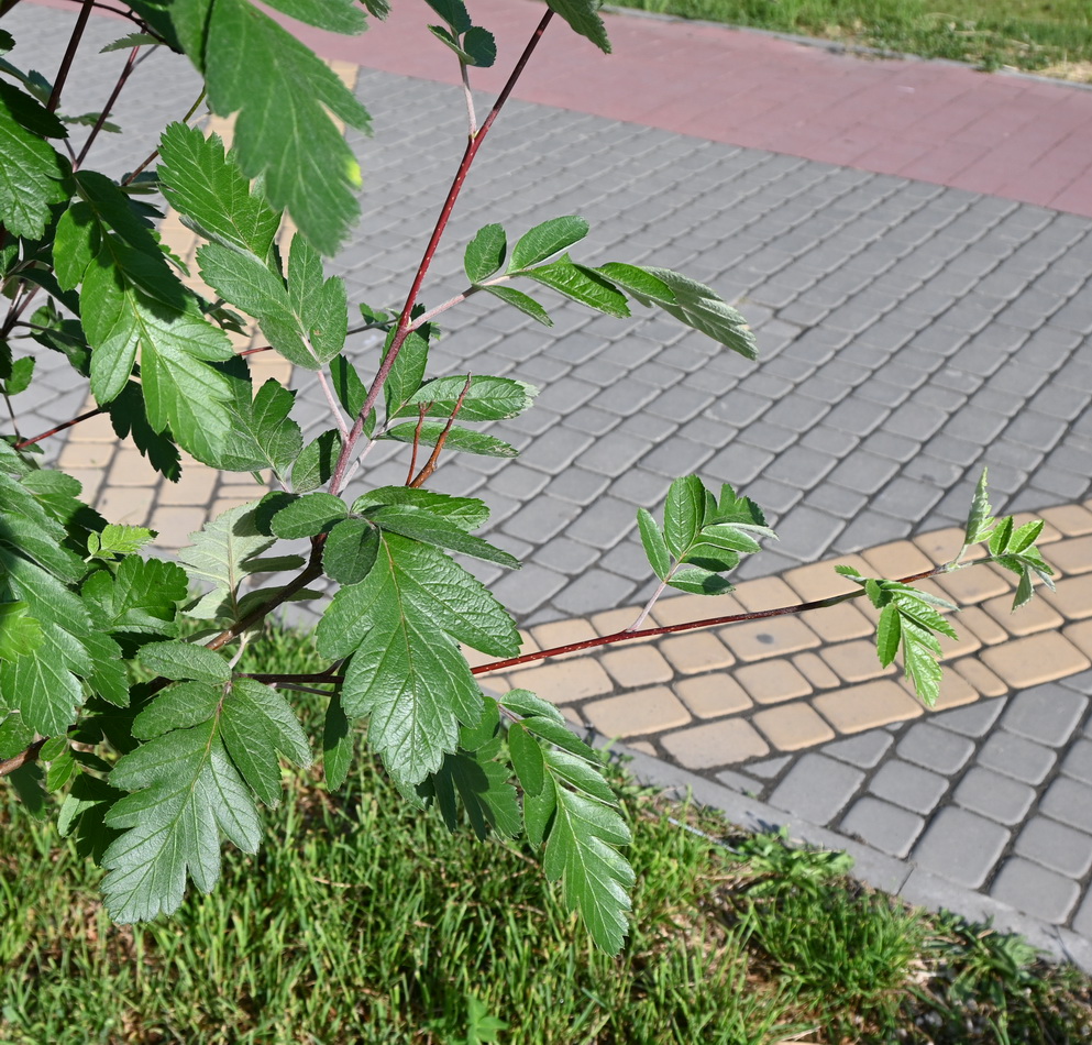 Изображение особи род Sorbus.