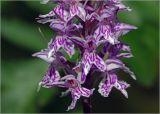 Dactylorhiza fuchsii