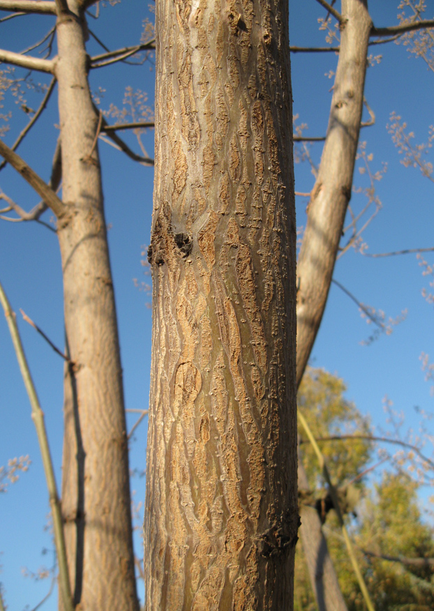 Image of Paulownia tomentosa specimen.
